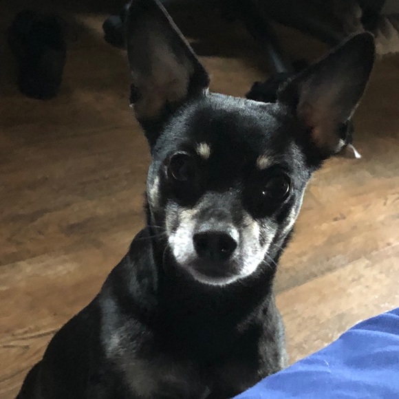 Meet your Posher, Marcie - Picture 9 of 10